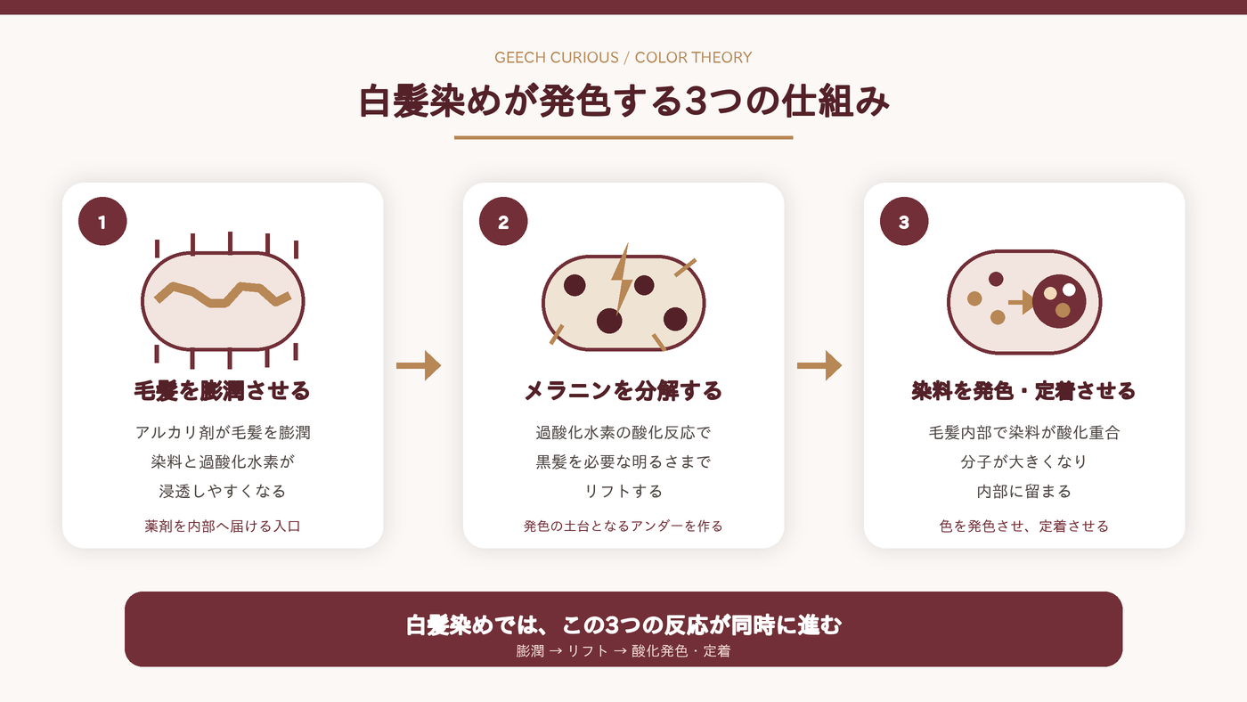 白髪染めが発色する3つの仕組み｜膨潤・メラニン分解・染料の酸化発色と定着